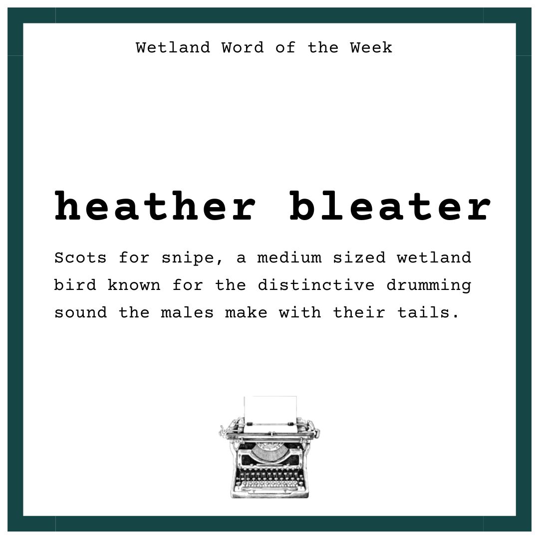 Wetland Word of the Week 🪶

HEATHER BLEATER is the Scots for snipe, a regular visitor to Caerlaverock, known for the distinctive drumming sound the males make in flight. This sound isn't a call but comes from their tail! 

#WordsForWetlands #WetlandWordOfTheWeek