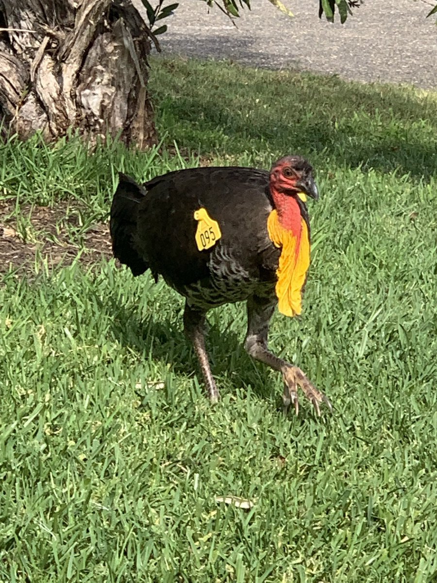 @BigCityBirds tweet media