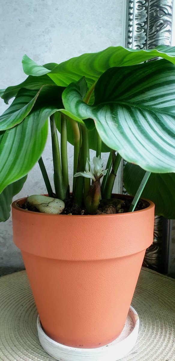 prof0309's tweet image. 칼라데아 오르비폴리아(Calathea Orbifolia) 꽃말
"당신과 함께 하겠습니다", "인내심과 특별한 배려", "새로운 시작"
제3기 문학동인 볼륨이 오늘부터 시작됩니다.