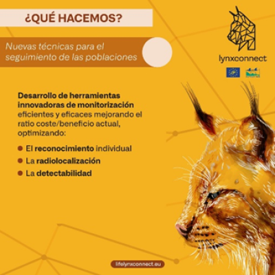 LifeLynxconnect's tweet photo. ✅💡 ¿Qué hacemos?
📡🐾 Desarrollamos nuevas técnicas para el seguimiento de las poblaciones del lince mediante el desarrollo de herramientas innovadoras de monitorización como el reconocimiento individual, la radiolocalización y la detectabilidad.
#ProyectoLIFE #LYNXCONNECT https://t.co/y2bJJsYO0x