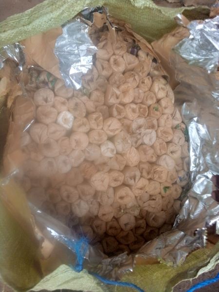 KRACorporate's tweet image. #NewsUpdate 
𝐊𝐑𝐀 𝐎𝐟𝐟𝐢𝐜𝐢𝐚𝐥𝐬 𝐈𝐧𝐭𝐞𝐫𝐜𝐞𝐩𝐭 𝟓𝟐𝟎 𝐑𝐨𝐥𝐥𝐬 𝐨𝐟 𝐂𝐚𝐧𝐧𝐚𝐛𝐢𝐬 𝐒𝐚𝐭𝐢𝐯𝐚 𝐚𝐥𝐨𝐧𝐠 𝐌𝐚𝐥𝐚𝐛𝐚-𝐊𝐚𝐧𝐝𝐮𝐲𝐢 𝐑𝐨𝐚𝐝.
On 8th September 2024, Customs Officers from Malaba One Stop Border Post, while on routine patrol, intercepted a Toyota…