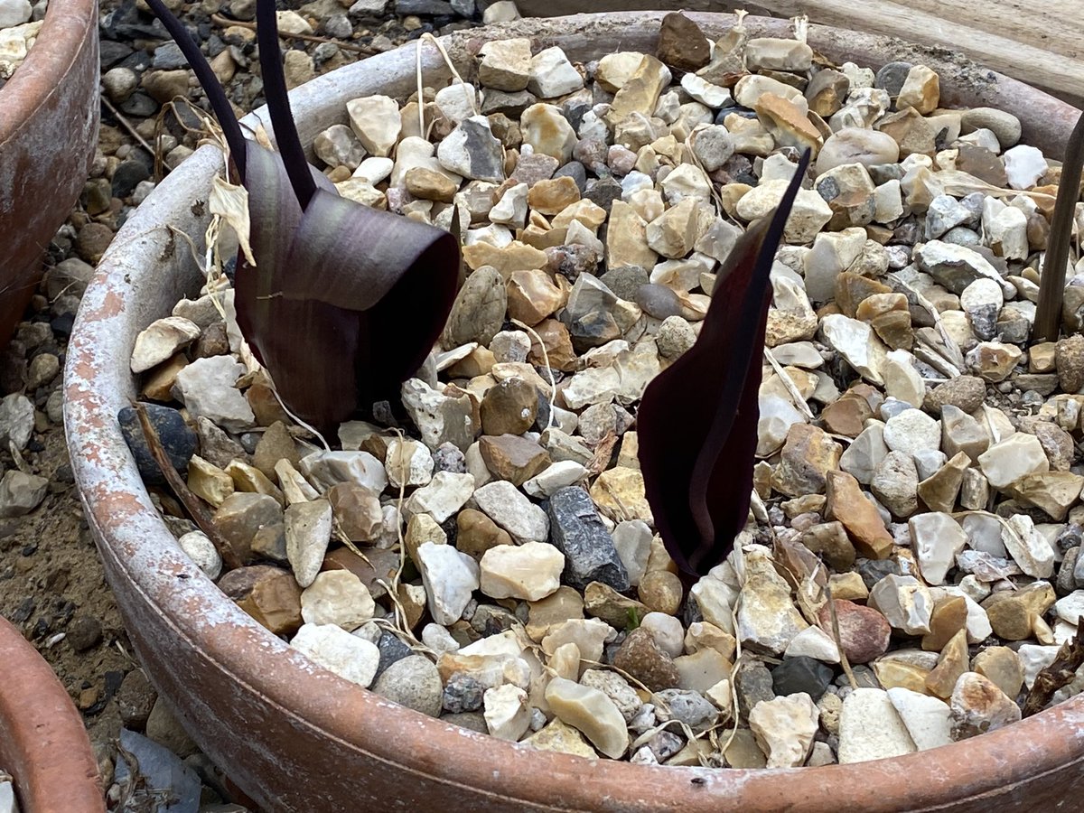 It is quite pungent in the bulb tunnel once the aroids start flowering. This is Biarum tenuifolium subsp. abbreviatum MDM01001, from Mt Pantokrator in Corfu. #fairviewyearround