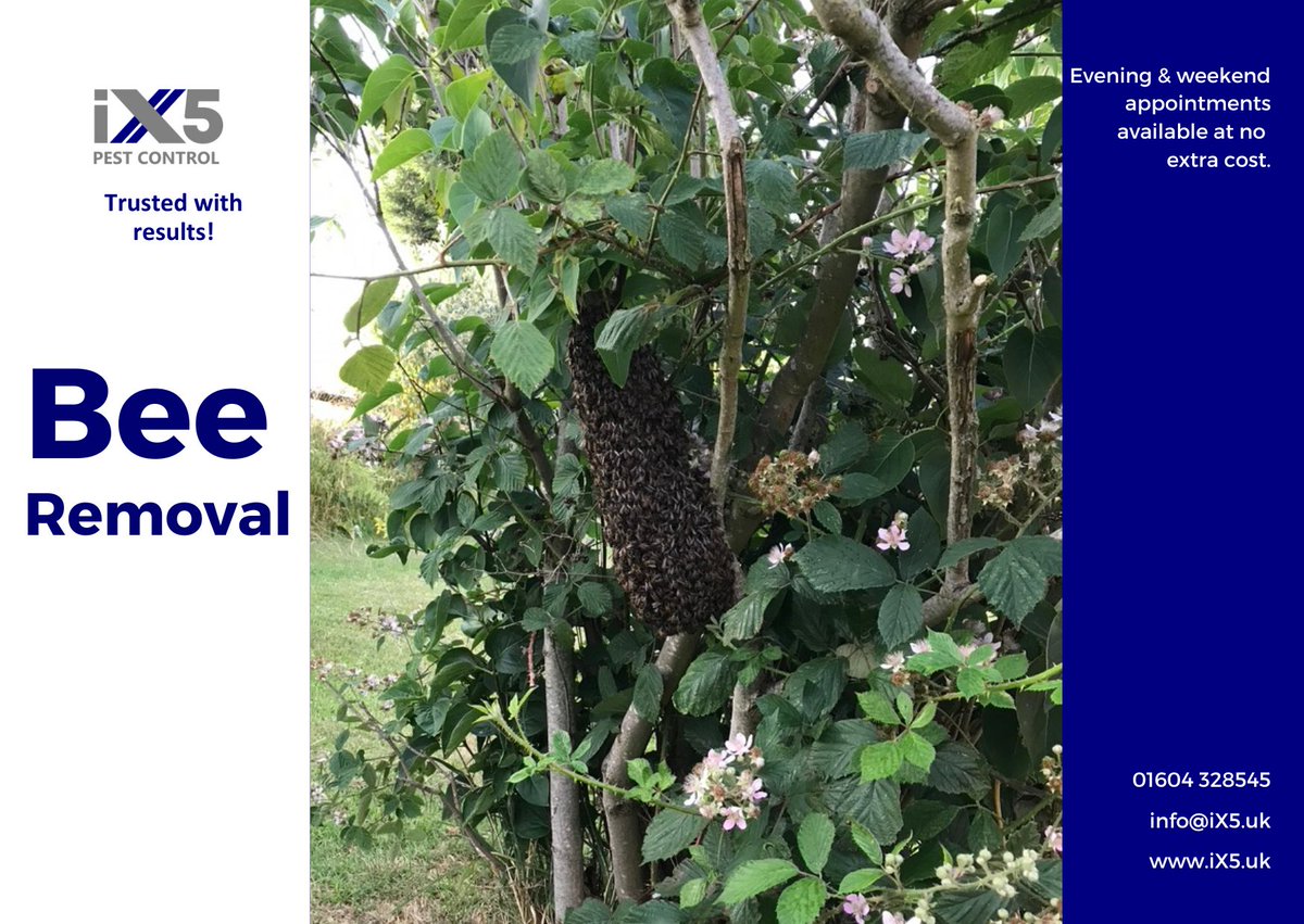 iX5uk's tweet image. Need bee removal services? 🐝 iX5 Pest Control offers expert bee relocation and removal throughout Northamptonshire and surrounding areas. We prioritise humane methods to protect these essential pollinators. #BeeRemoval #BeeProtection Learn more: ix5.uk/pest-control-s…