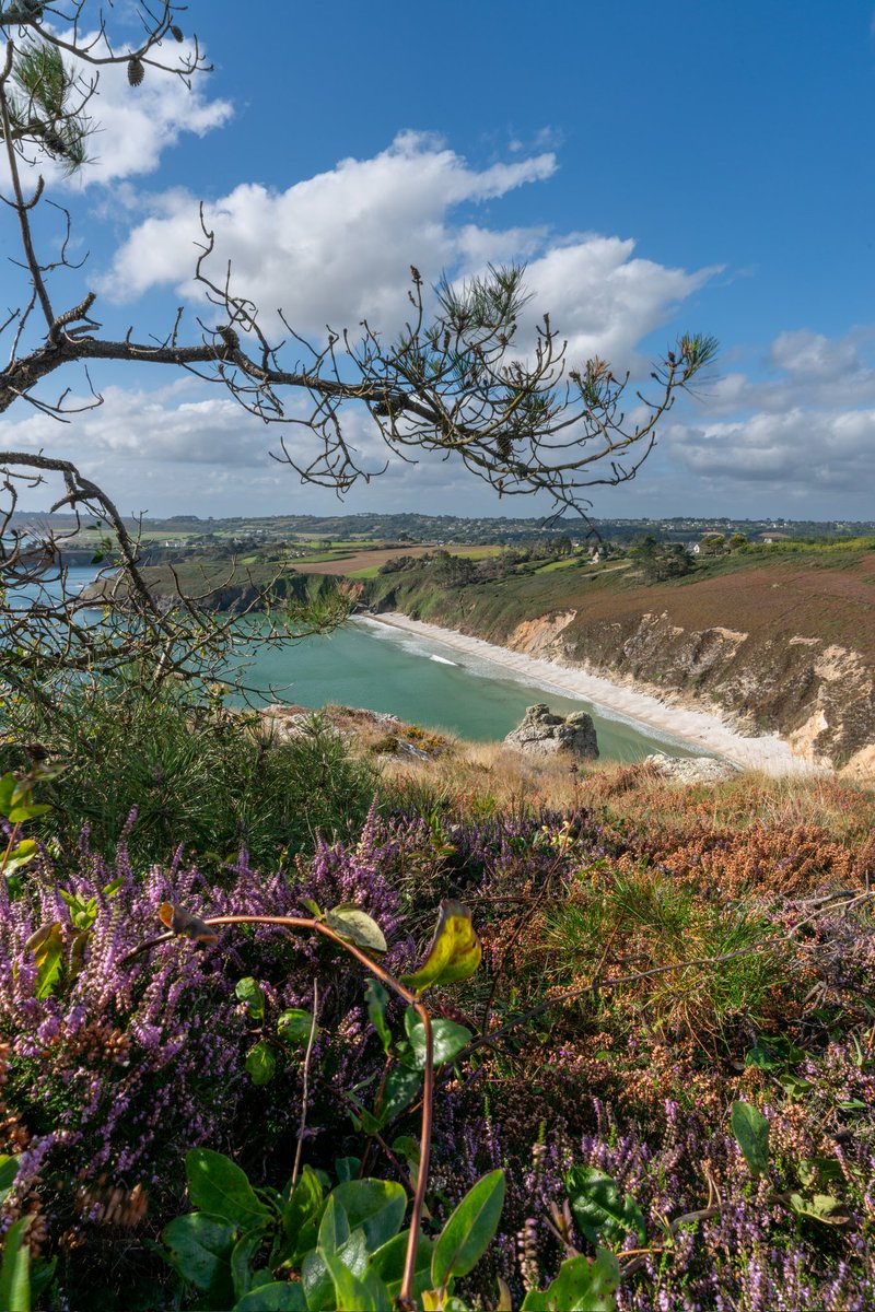 StraboniThomas's tweet image. Arbre à nuages en presqu'île de Crozon .