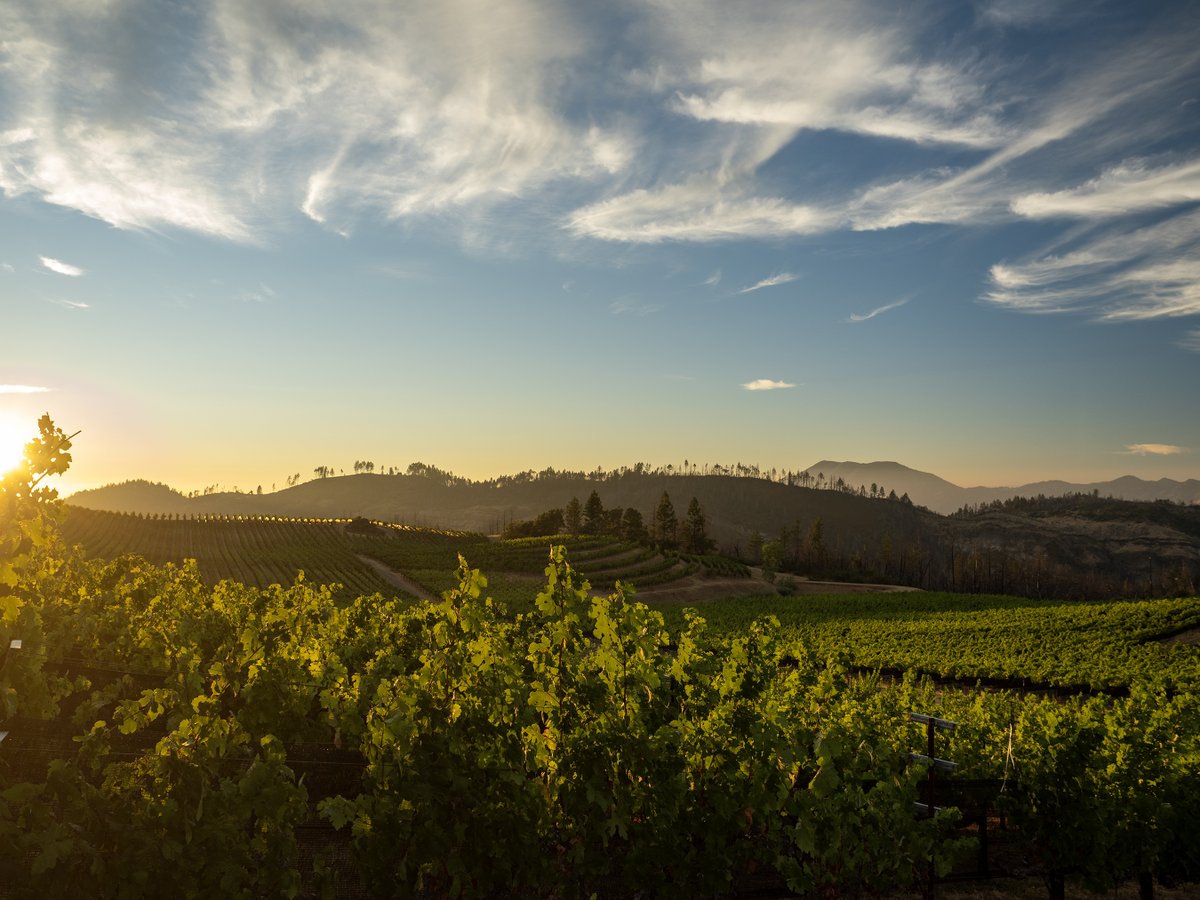 Pride Wines tweet media