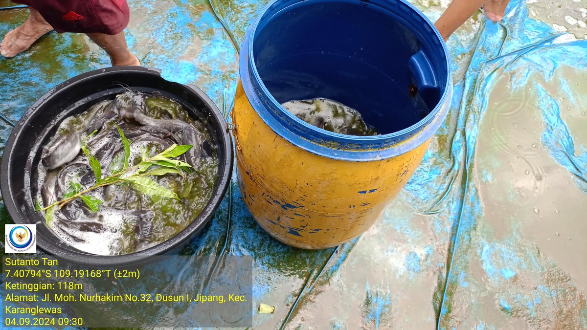 TantoPwt's tweet photo. Rabu, 04-09/2024 Pendampingan panen ikan lele media bak terpal  bulat bersama Dinkannak kab. Banyumas di Pokdakan Maju Makmur ds. Jipang kec. Karanglewas pd program penanganan kemiskinan ekstrim. Jumlah panen 86 Kg dgn harga jual Rp 23.000/kg
#LuhLapor
#GiatLuhkanSatminkalTegal https://t.co/CeImXEO45O