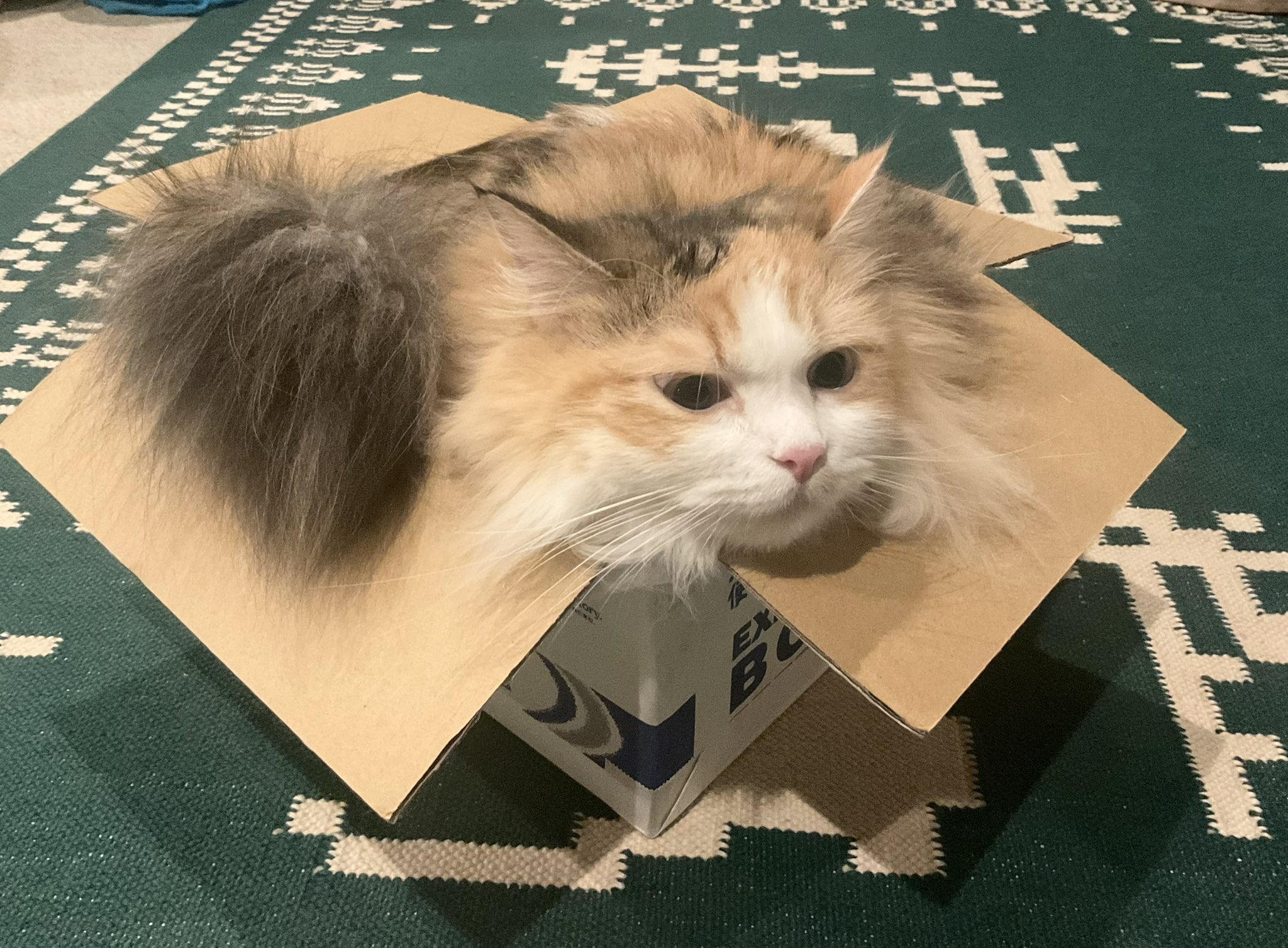 ★イヌネコ Pet好き★ 楽天市場】犬 猫 ペット アニマルファー スクエアベッド Sサイズ