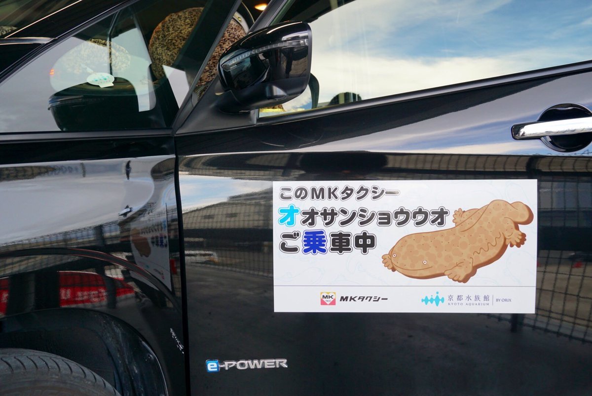 MKofficial_PR's tweet photo. #オオサンショウウオの日 　

本日、9月9日よりオオサンショウウオのぬいぐるみを乗せたMKタクシーが京都を走りはじめました！京都市を中心に3台走ってますので見つけた際はよろしくお願いします🚖

詳細：https://t.co/VkyaW77qMq https://t.co/AVNTmQ04Y5