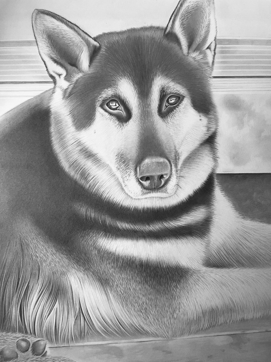 Graphiteartz's tweet image. Juno #Dogs #Drawing #art