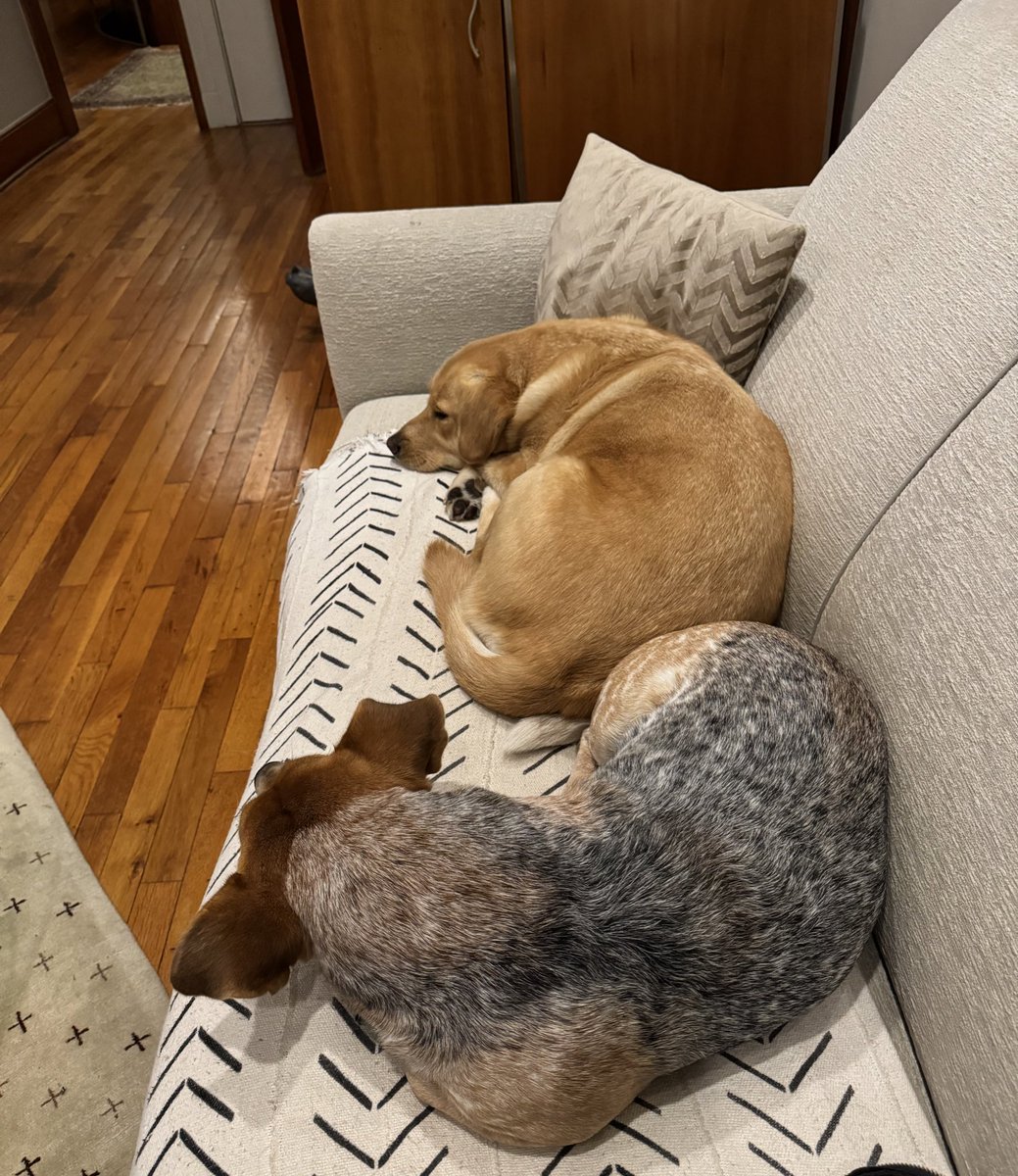 Sophie Vershbow tweet media