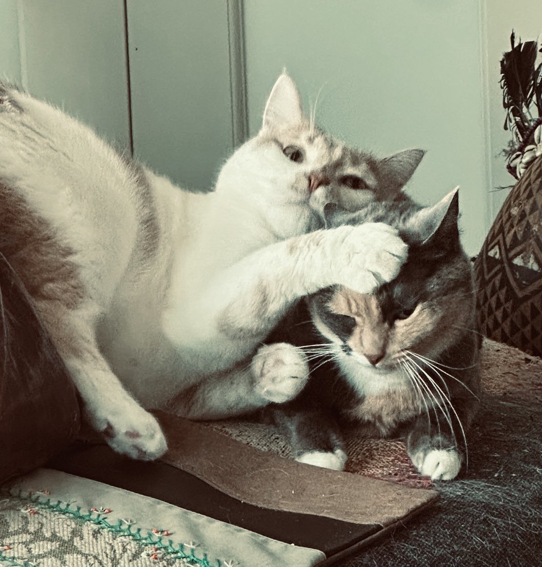 KateCassidyAuth's tweet photo. @TonyTodd54 It’s too fun. Rennaissance Cats. https://t.co/bxdhPG2Z6A