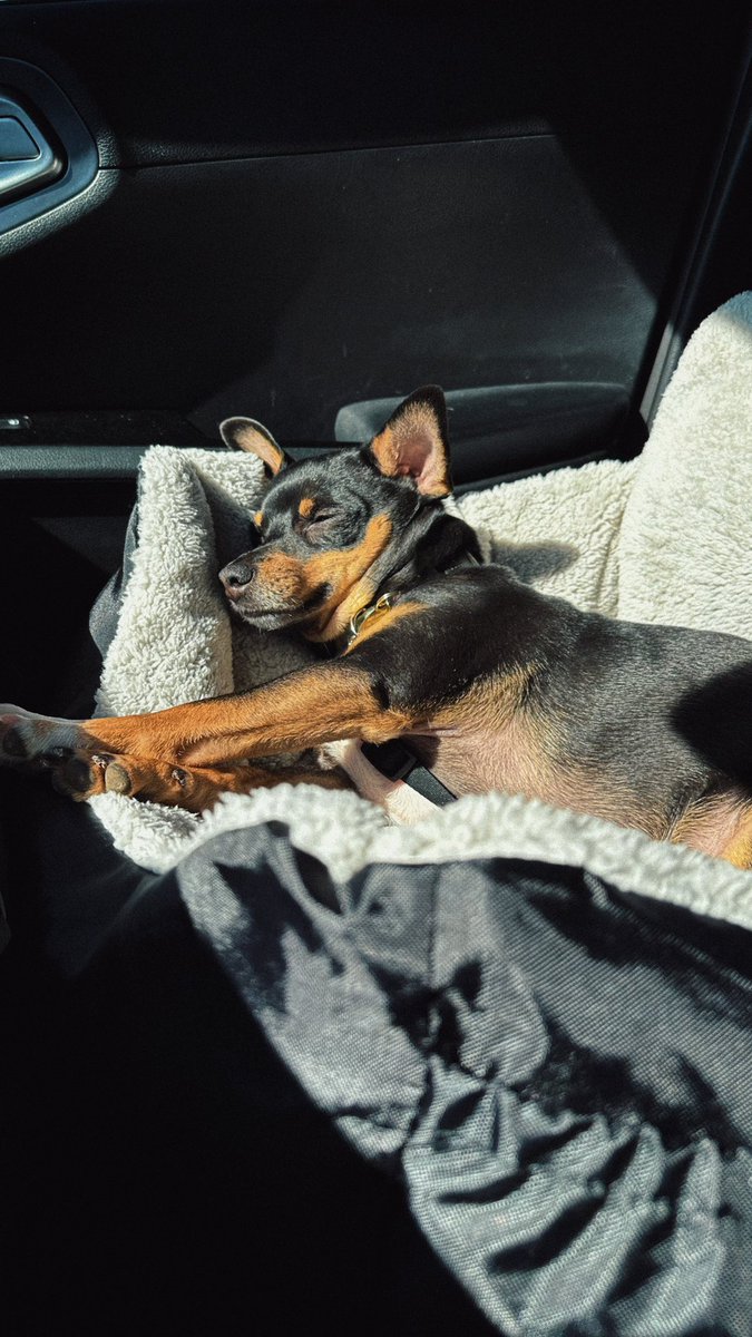 furnacewoods's tweet image. Dougie’s been limping for over a week and the vet thinks he may have torn something in his leg that could require corrective surgery. Just the initial vet visit cost me over $1,300, so I’m having a 15% off sale over at @LostFortuneCo with the code DOUGIE15 at checkout.