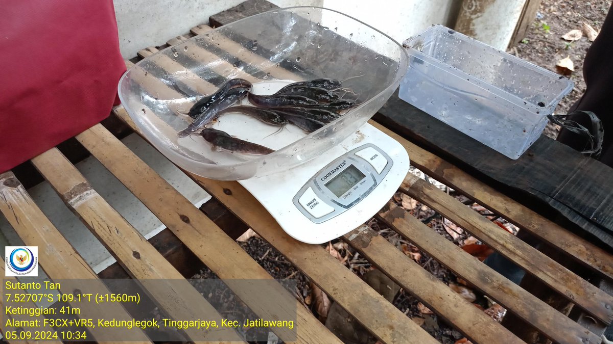 TantoPwt's tweet photo. Kamis, 05-09/2024 Pendampingan sampling, penghitungan n penebaran benih ikan lele program hibah sarpras budidaya ikan lele media terpal bulat kab. Banyumas di Pokdakan Mutiara Tirta ds. Tinggarjaya kec. Jatilawang bsm Dinkannak kab. Banyumas
#LuhLapor
#GiatLuhkanSatminkalTegal https://t.co/qNcajoMQFg