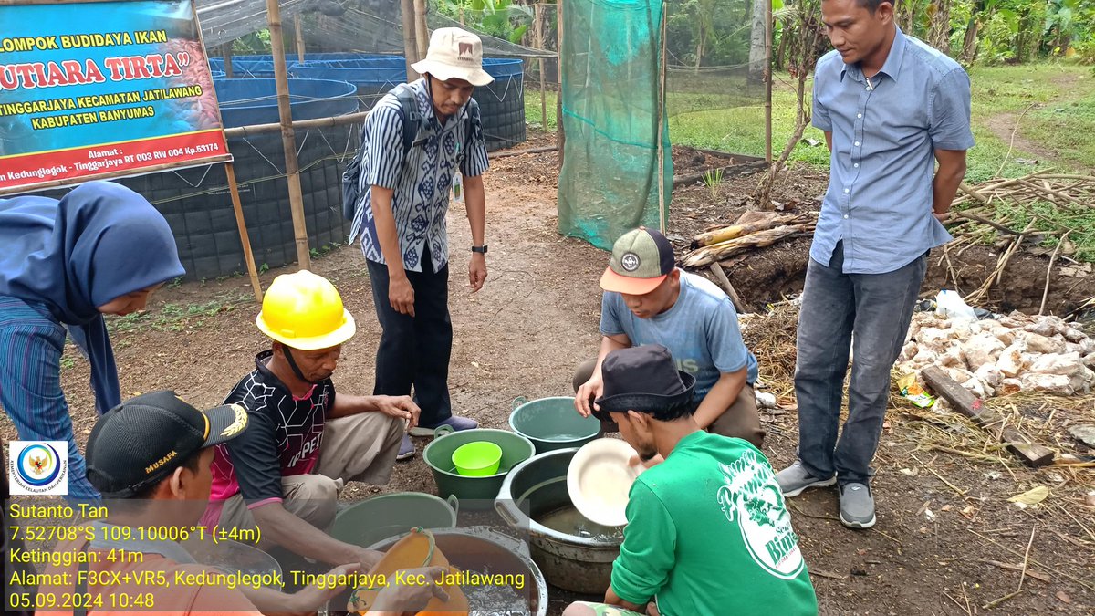 TantoPwt's tweet photo. Kamis, 05-09/2024 Pendampingan sampling, penghitungan n penebaran benih ikan lele program hibah sarpras budidaya ikan lele media terpal bulat kab. Banyumas di Pokdakan Mutiara Tirta ds. Tinggarjaya kec. Jatilawang bsm Dinkannak kab. Banyumas
#LuhLapor
#GiatLuhkanSatminkalTegal https://t.co/qNcajoMQFg