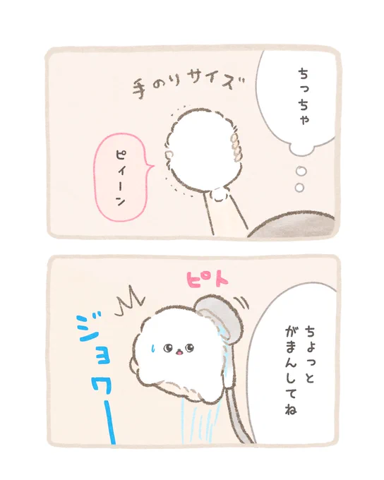 「はじめてのシャンプー」
#ふわふわポメのぽぽち 9話 2/3 