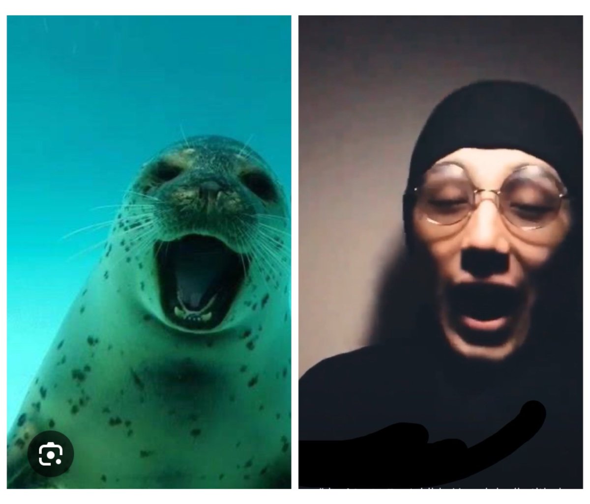 🦭🦭Seals are cute🫶
#藤井風