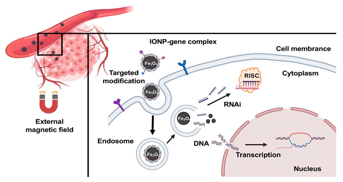 Nano_MDPI's tweet image. 🌟 Highly Cited Paper Spotlight! 🌟

Biocompatible Iron Oxide Nanoparticles for Targeted Cancer Gene Therapy: A Review
By Jinsong Zhang, Tianyuan Zhang and Jianqing Gao

#biocompatible #nanoparticles #cancer #therapy, 

Access the full paper at: mdpi.com/1847892