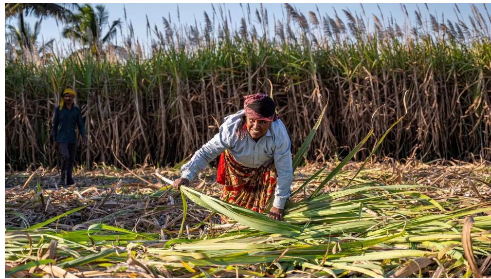 annashreeMAFPCL's tweet photo. Sugar mills may not be allowed to export sugar next season due to government’s cautious approach until December 2024.

दिसंबर 2024 से पहले चीनी निर्यात की अनुमति नहीं मिलेगी। अक्टूबर 2023 का प्रतिबंध जारी रहेगा। #चीनीउद्योग #निर्यातबंदी https://t.co/6M8HZVdzcC