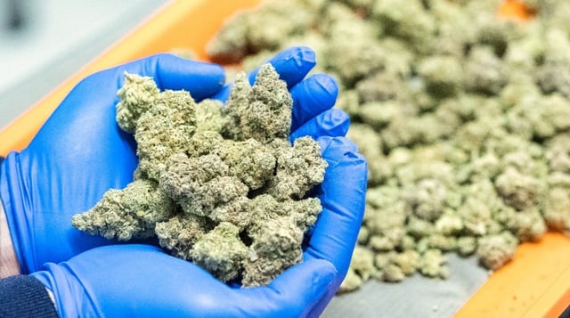 Cannabis Today tweet media