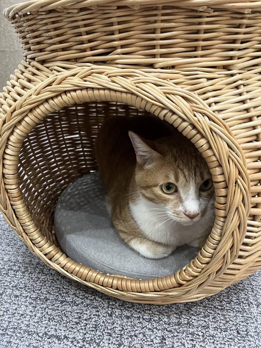 이사 때문에 고양이 호텔을 처음 가본 기쁨이는 예상대로 자기집처럼 활개치고 다녔다고 한다..