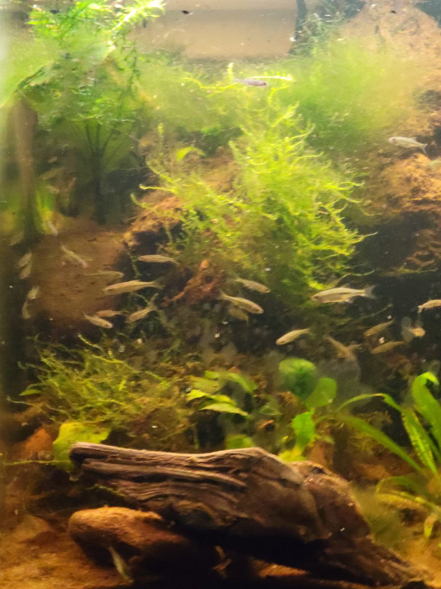 Blirdnodge's tweet photo. Buddy and I went out to the river today to collect some native fish to stock an experimental unheated Walstad tank. Mostly some miscellaneous chub and a handful of reticulated sculpins I am already obsessed with. https://t.co/nGpEy3HA0y