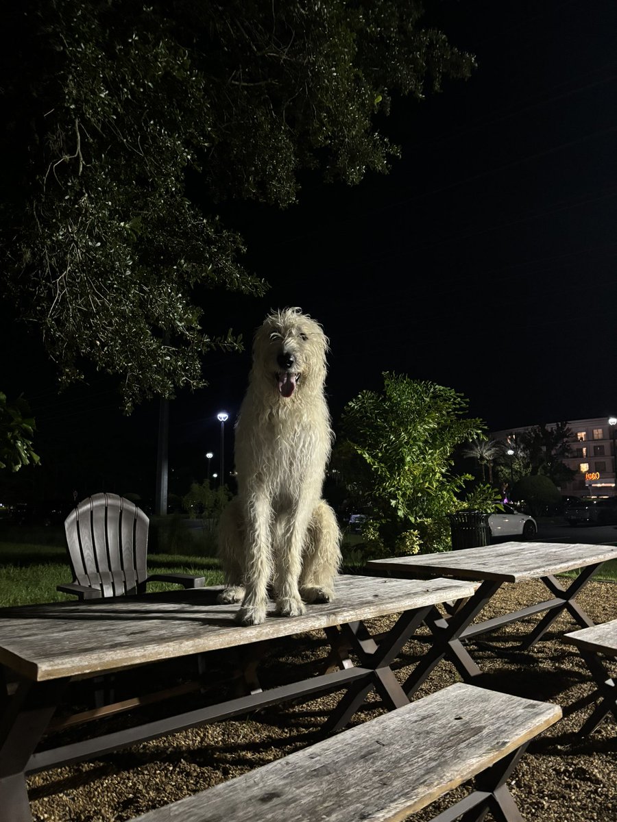 TestoReson's tweet image. Who’s that good boi?