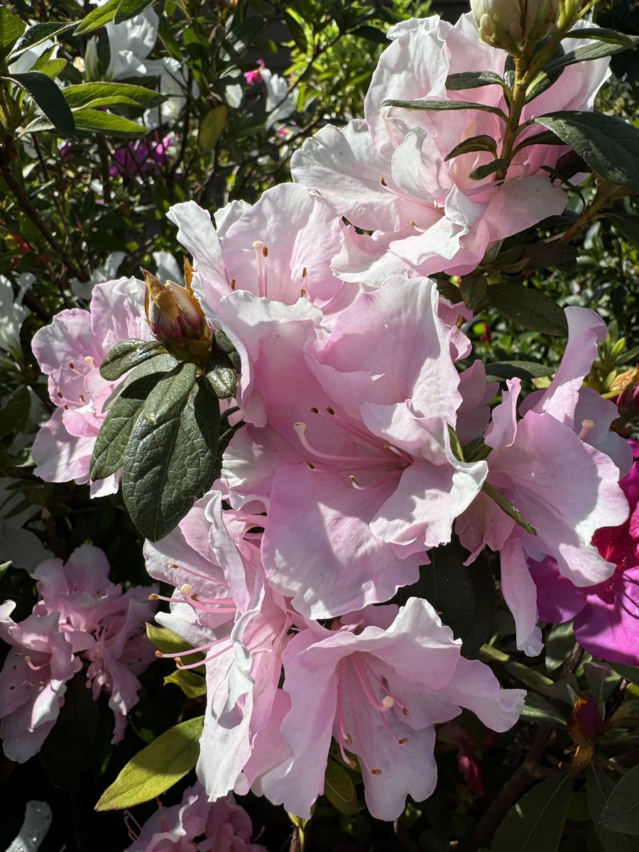 EckardsGarden's tweet image. Our shade garden department is a blaze of colour this week with all the different Azaleas in bud and flower. Azaleas grow best in morning sun afternoon shade or dappled shade all day 🌸 #eckardsgarden #springvibe #azalea