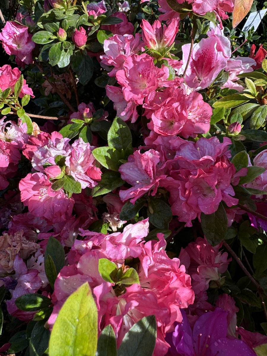 EckardsGarden's tweet image. Our shade garden department is a blaze of colour this week with all the different Azaleas in bud and flower. Azaleas grow best in morning sun afternoon shade or dappled shade all day 🌸 #eckardsgarden #springvibe #azalea