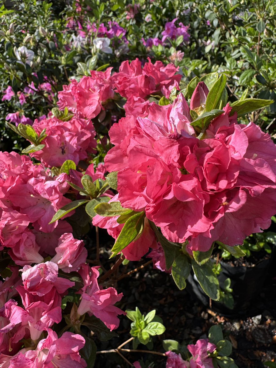 EckardsGarden's tweet image. Plant them with Compost and BioRock planting fertiliser. Apply a layer of acid compost as a mulch to help retain moisture and feed them through summer alternating with BioOcean and Colourburst Acid Plant Food 🌸 #eckardsgarden #springvibe #azalea