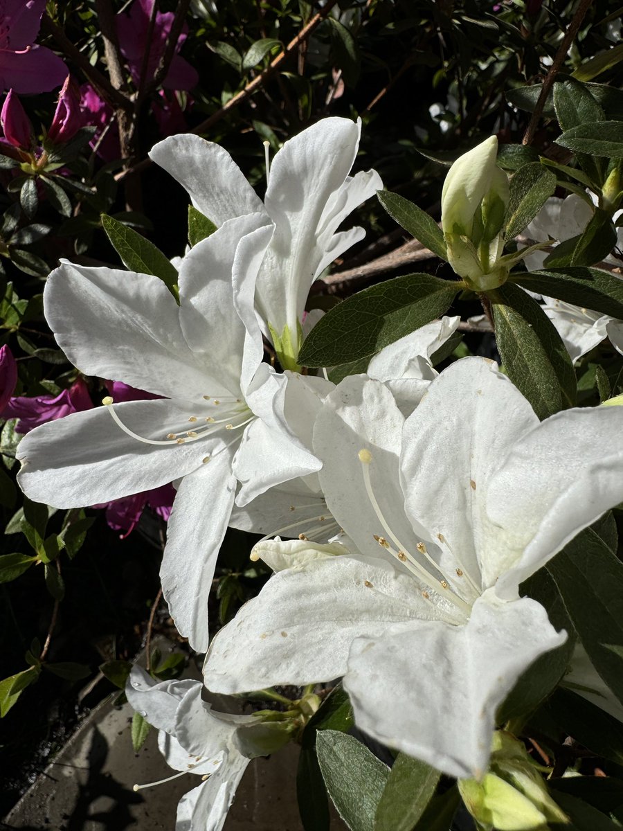 EckardsGarden's tweet image. Plant them with Compost and BioRock planting fertiliser. Apply a layer of acid compost as a mulch to help retain moisture and feed them through summer alternating with BioOcean and Colourburst Acid Plant Food 🌸 #eckardsgarden #springvibe #azalea