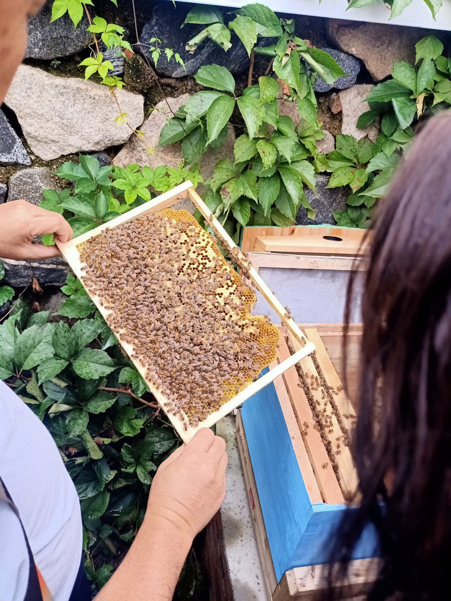 Prof Nenad Naumovski (PhD) (@naumovskinenad) on Twitter photo Great visit to Beijing on the International Apicultural Asia Regional Symposium to present the findings on #honey research project from our lab <a href="/FFNRLab/">FFNR Laboratory</a> at the <a href="/UniCanberra/">University of Canberra</a>. #UniCBR Great visit to Beijing on the International Apicultural Asia Regional Symposium to present the findings on #honey research project from our lab <a href="/FFNRLab/">FFNR Laboratory</a> at the <a href="/UniCanberra/">University of Canberra</a>. #UniCBR