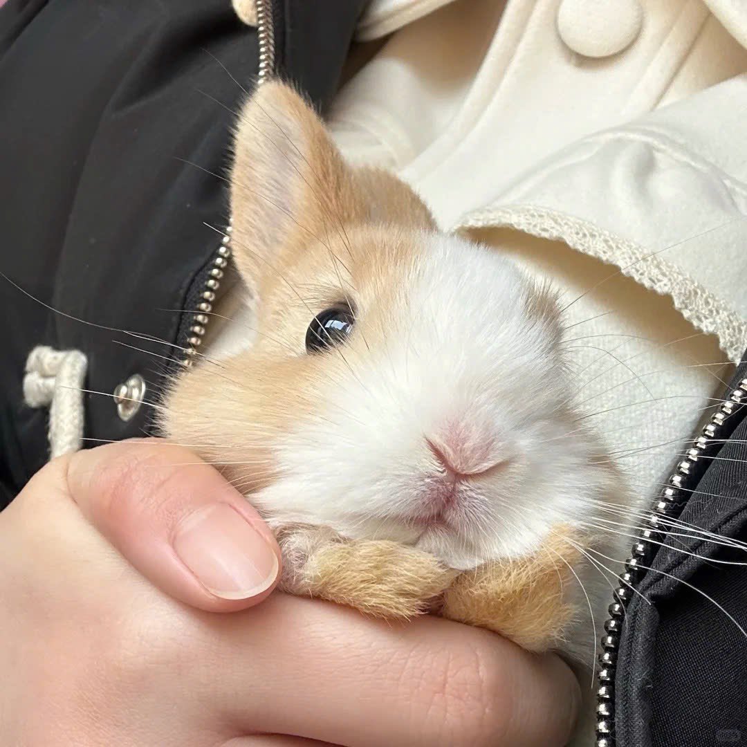 Why you should have a rabbit tweet media