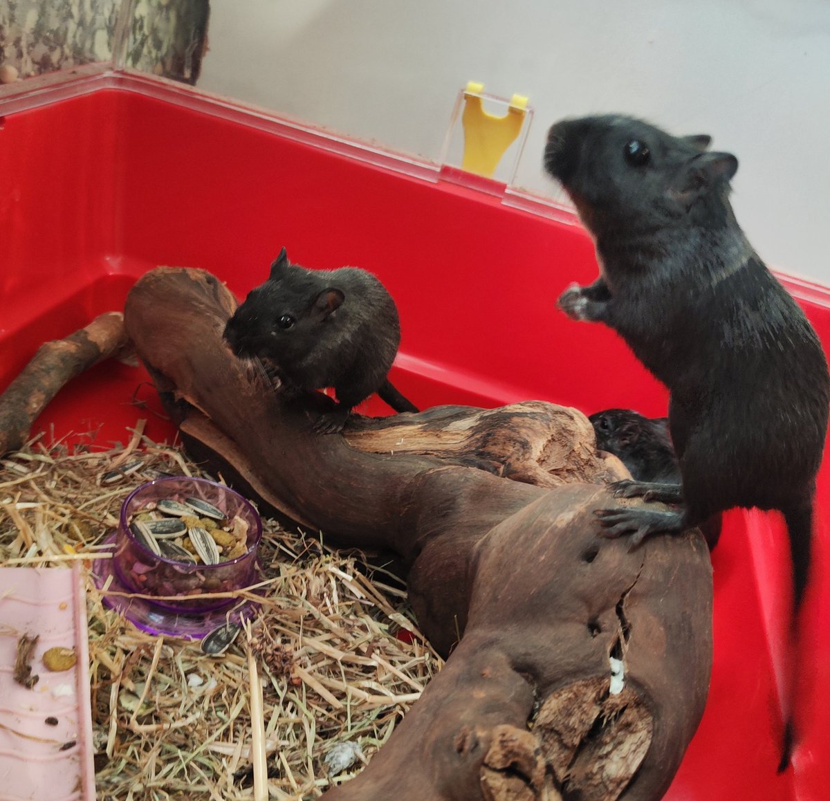 prote_anim_gran's tweet photo. Nuestro clan de tres jerbas hembras está en busca de una familia. Son muy jóvenes y activas. ¿Adoptas?

Contacto: proteccionanimalgranada@gmail.com

Link para ayudar: https://t.co/RZhLr7lRjm https://t.co/IJrBT5Mtpi