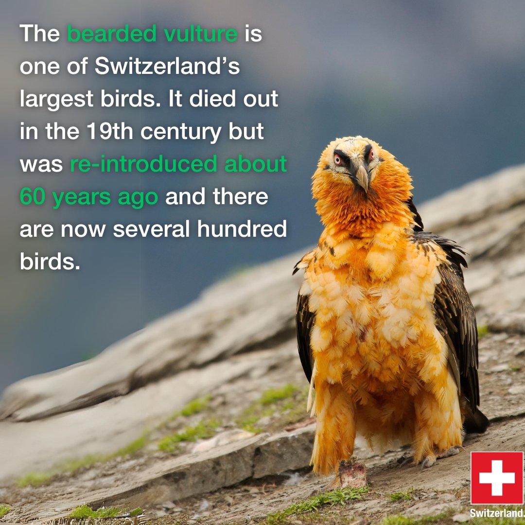 SwissAmbOman's tweet photo. Thanks to cross-border teamwork with our neighbors, this majestic bird is back in the #Swiss Alps! A true win for #conservation and our shared natural heritage!
๐จ๐ญ๐ซ๐ท๐ฎ๐น๐ฆ๐น
#Susainability #MoreThanNeighbors #vulture https://t.co/w5fwml5LGC