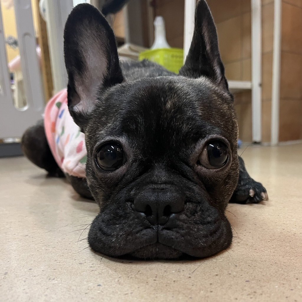hogokencafeten1's tweet photo. 🐾#里親様募集中🐾
⭐️#フレンチブルドッグ のチョロミー💕4歳 女の子 体重9.6キロ🐶穏やかでとっても大人しいチョロミーちゃん❤️でもご飯やオヤツの時は元気に走り回ります😅シャイで初対面の人からは逃げちゃいますが😅慣れれば逆に甘えてくる可愛い子です🐶フレブル好きな優しいご家族を待ってます🙇‍♂️ https://t.co/UHRMgIFhUy