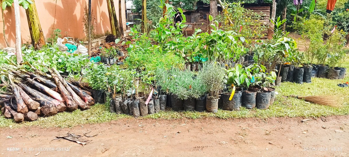 CLOVER-GREEN | Fruit Tree Plant Nurser🇺🇬🥑🍒☘️🥀 (@gardenersofug) on Twitter photo 