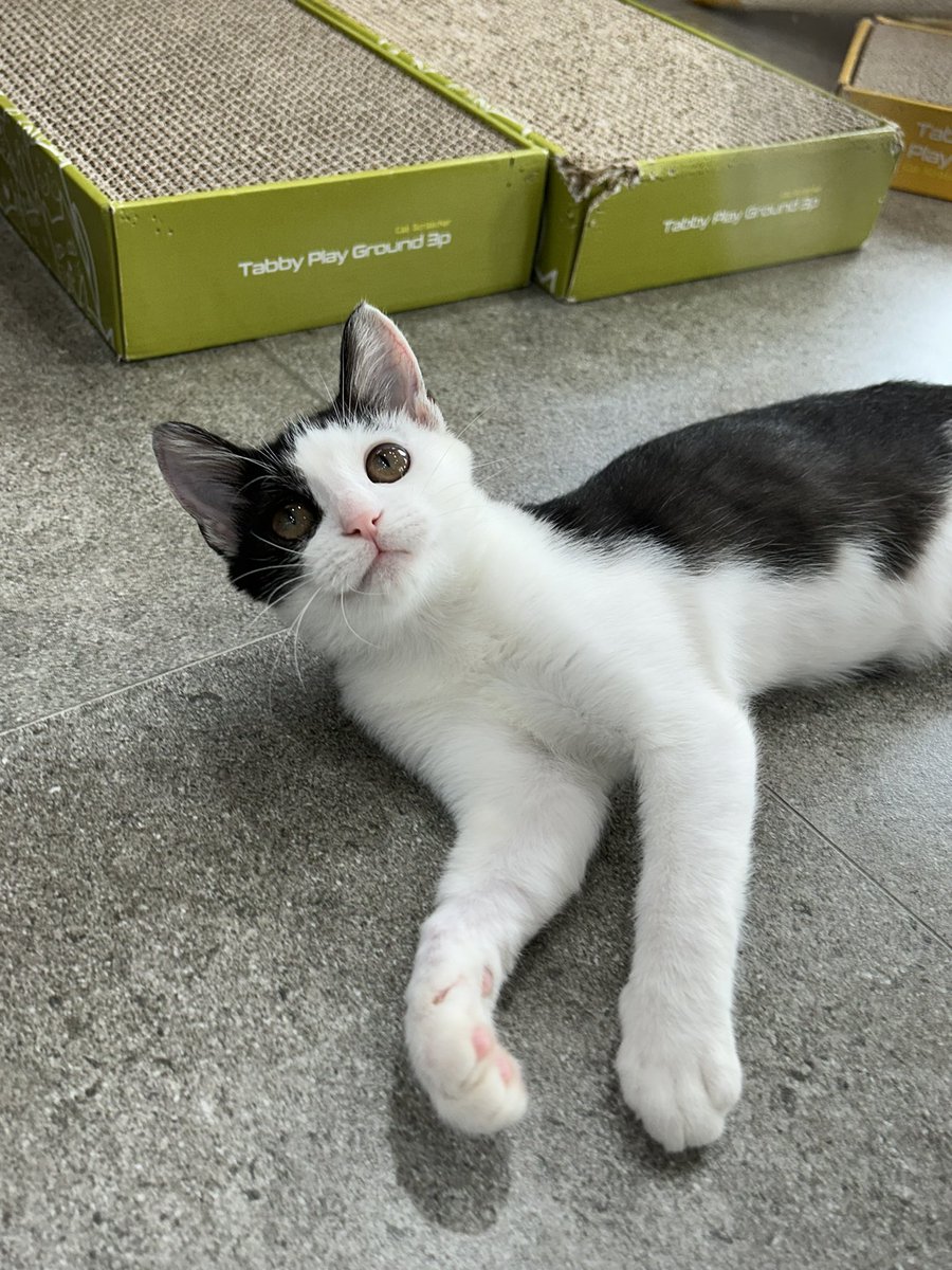 seoulcatcafe's tweet image. 장난감 보는 눈빛에서 꿀 떨어지는 천이🍯🤩

#서울고양이입양카페 #서울동물복지지원센터 #고양이 #유기고양이 #유기묘 #유기동물 #서울시 #구로구 #고양이입양 #유기묘입양 #입양홍보 #고영희 #고먐미 #사지말고입양하세요