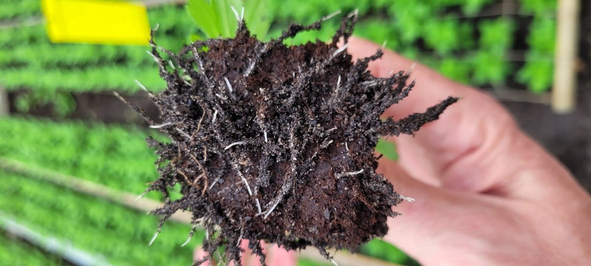 Chrysantentelers hebben de afgelopen tijd het stoomzeil weer tevoorschijn gehaald. Het eerste rondje na het stomen is al weer geoogst, vaak met goede kwaliteit.

Door na het stomen te starten met #Nemater- &amp; #StimuterHorti behoud je die goede kwaliteit.  

pireco.nl/actualiteiten/…