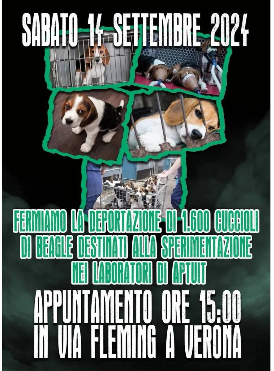 partigianovegan's tweet photo. Sabato #14settembre a #verona importante appuntamento per fermare la deportazione di 1600 cuccioli di #beagle destinati alla sperimentazione nei laboratori di #aptuit . RETWEET @GassmanGassmann @sabri_giannini @EleonoraEvi @giuliainnocenzi @chruggeriTg2 https://t.co/XOPbvgodSG