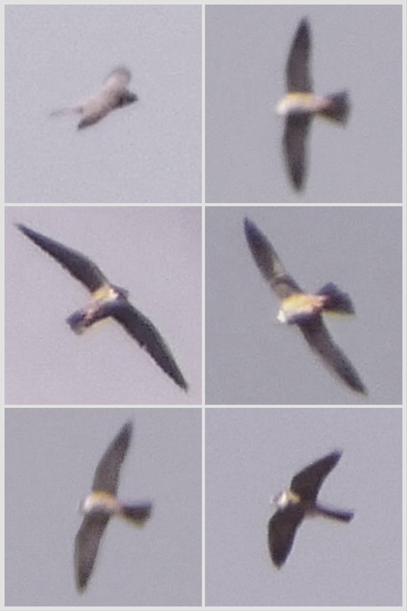 Interesting HOBBY at Watermead y’day - only v. minimal light streaks to mid-upper breast w/ clear amber wash below contrasting w/ clean white cheeks, rather than usual bold streaks below. Screengrabs poor but show well enough…
#bucksbirdnews <a href="/bucksalert/">Bucks Bird Alert</a> <a href="/CHILTERNSNATURE/">CHILTERNS NATURE - Chiltern Hills Birds & Wildlife</a> #birding