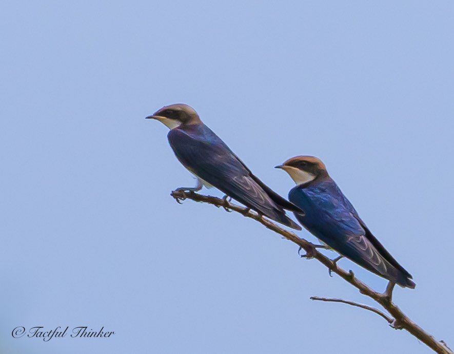 TactfulThinker's tweet image. Whispering Wings: Little Aviators of Joy

#treeswallow
#birdphotography