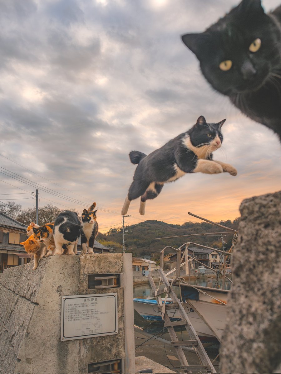 Ryoppi05670209's tweet photo. 猫たちの大運動会.
#二度と撮れない画像を貼れ https://t.co/KiBBZw7Qmf
