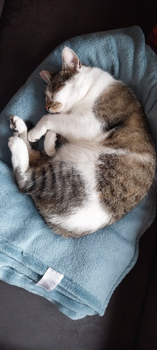 Leabeinggay's tweet photo. Everyone look at my cat (he belomgs to my neighbors but he spends more time at our place tbh) he's so cutesy https://t.co/1yYcSlwTNt
