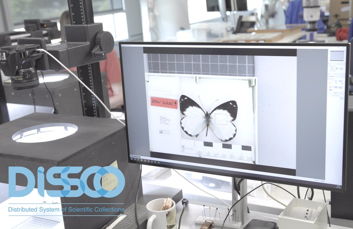 The 1st scientific publication using #digitalspecimen #DOIs is out; a huge contribution to inter-institutional scientific work. Find out why this is so relevant here👉 dissco.eu/first-digital-… #biodiversity #FAIRdata #machinelearning #naturalhistory <a href="/REA_research/">European Research Executive Agency</a>