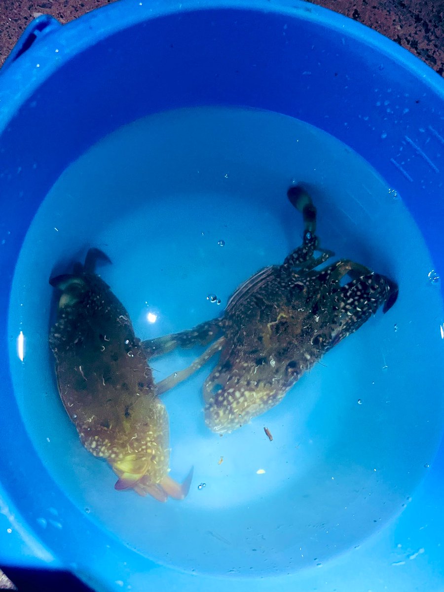m59333911's tweet photo. 久々釣り行ったけどスズキの子供しか釣れず👶　ワタリガニ捕まえて帰った🦀味噌汁おいしすぎ✨ https://t.co/ksHFVzawN7