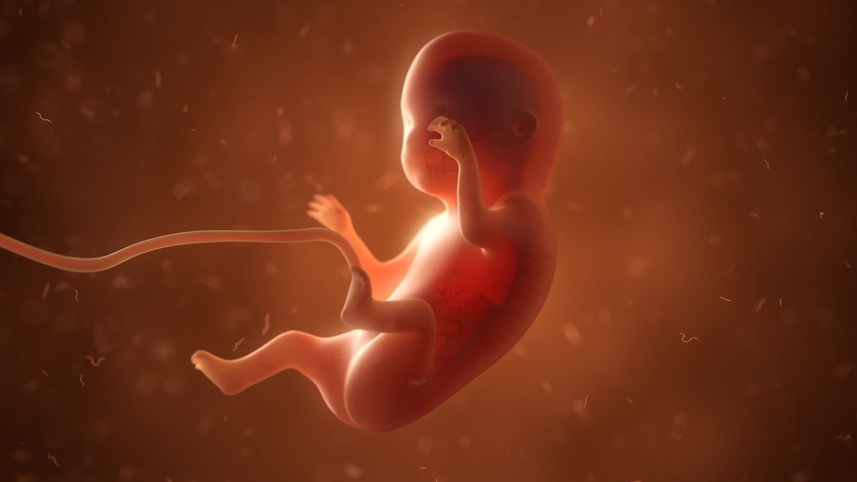 أكثر مراحل عمر الإنسان حساسية
للإشعاعات الـمؤينة تكـون في
المراحل المبكرة ولاسيما عند الأجنة
وخاصة في مراحـل التشكـل الأولى
