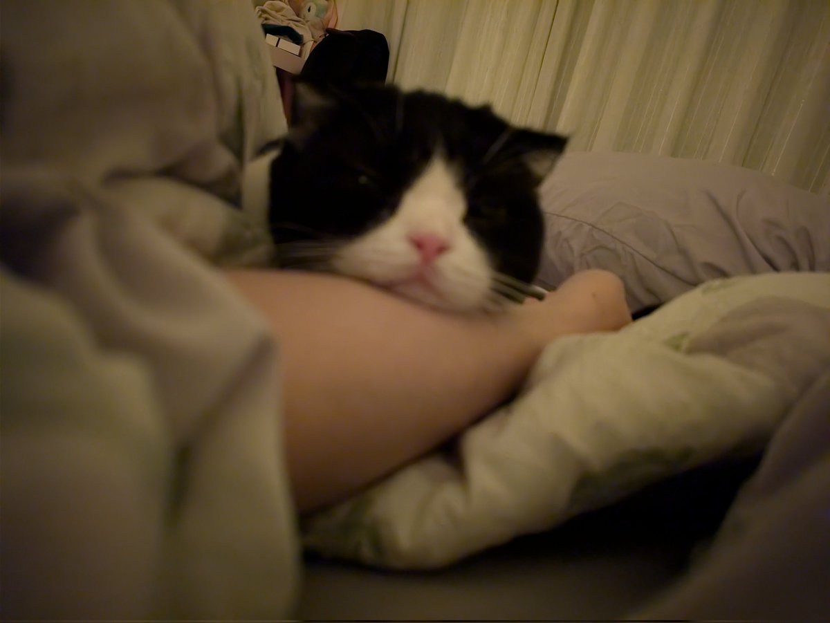 CocoKid6's tweet photo. Goodnight everynyan

🥛 https://t.co/Gvr7t5SaQb