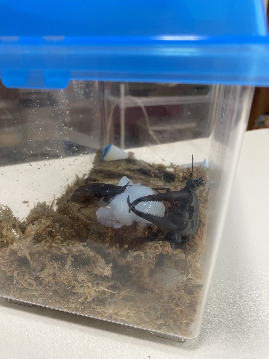 マンディ縛るのめちゃめちゃ怖かった🫠