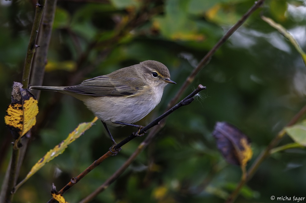 BirdlifeSuomi's tweet photo. Pikkulintuja ja haukkoja: viikonlopulta Tiira-lintutietopalveluun https://t.co/DKnCUZt9qT kirjattiin noin 11 200 lintuhavaintoa 231 lajista – eniten tuuli- ja varpushaukasta, tiltaltista, västäräkistä ja kivitaskusta.
📷 Micha Fager
#linnut #syysmuutto #tiltaltti https://t.co/JuymRtBbbo