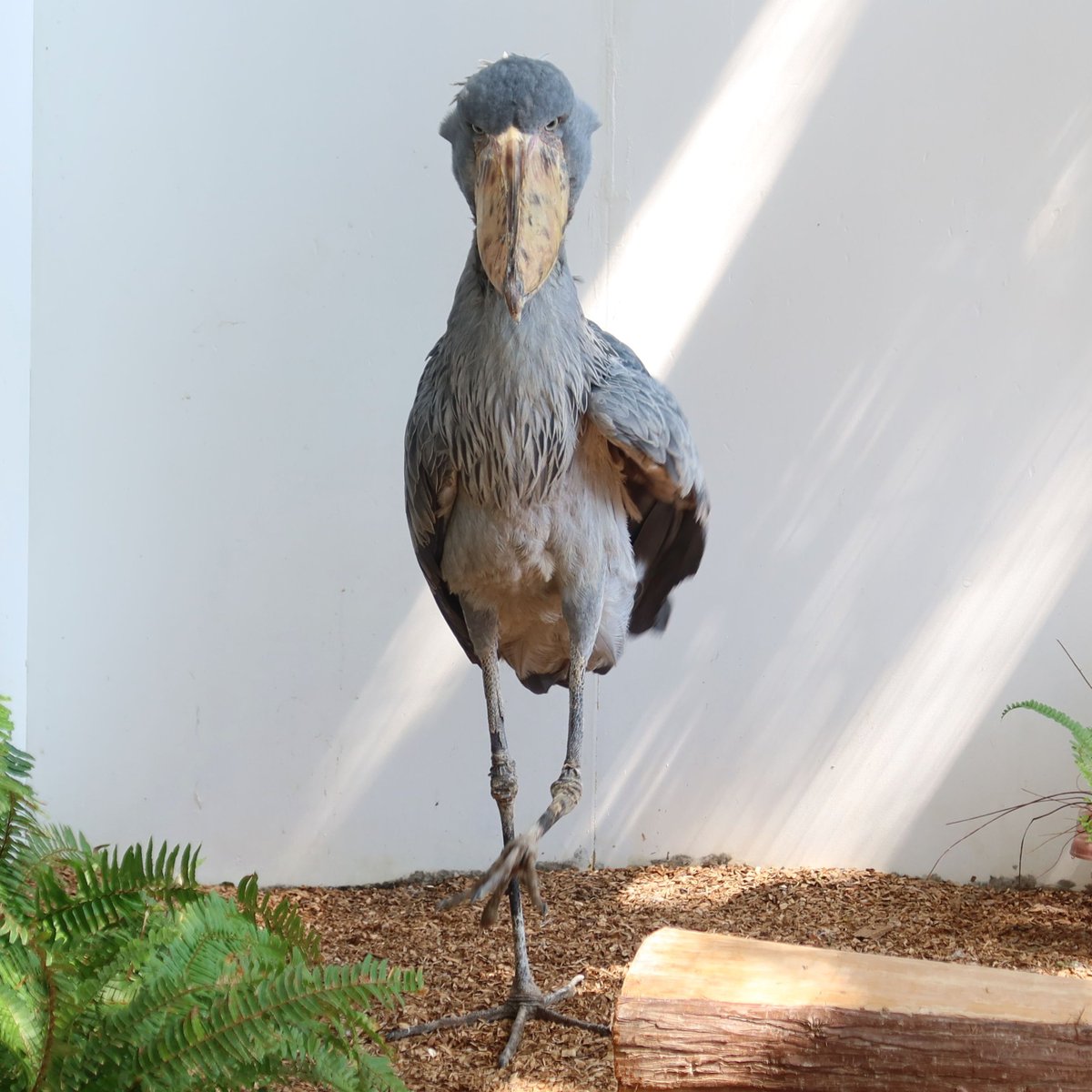 ハシビロコウ (@bIiWyicnGjuzhmc) / Posts / X